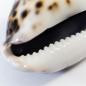 Preview: Cowrie Shell Natural Shells
